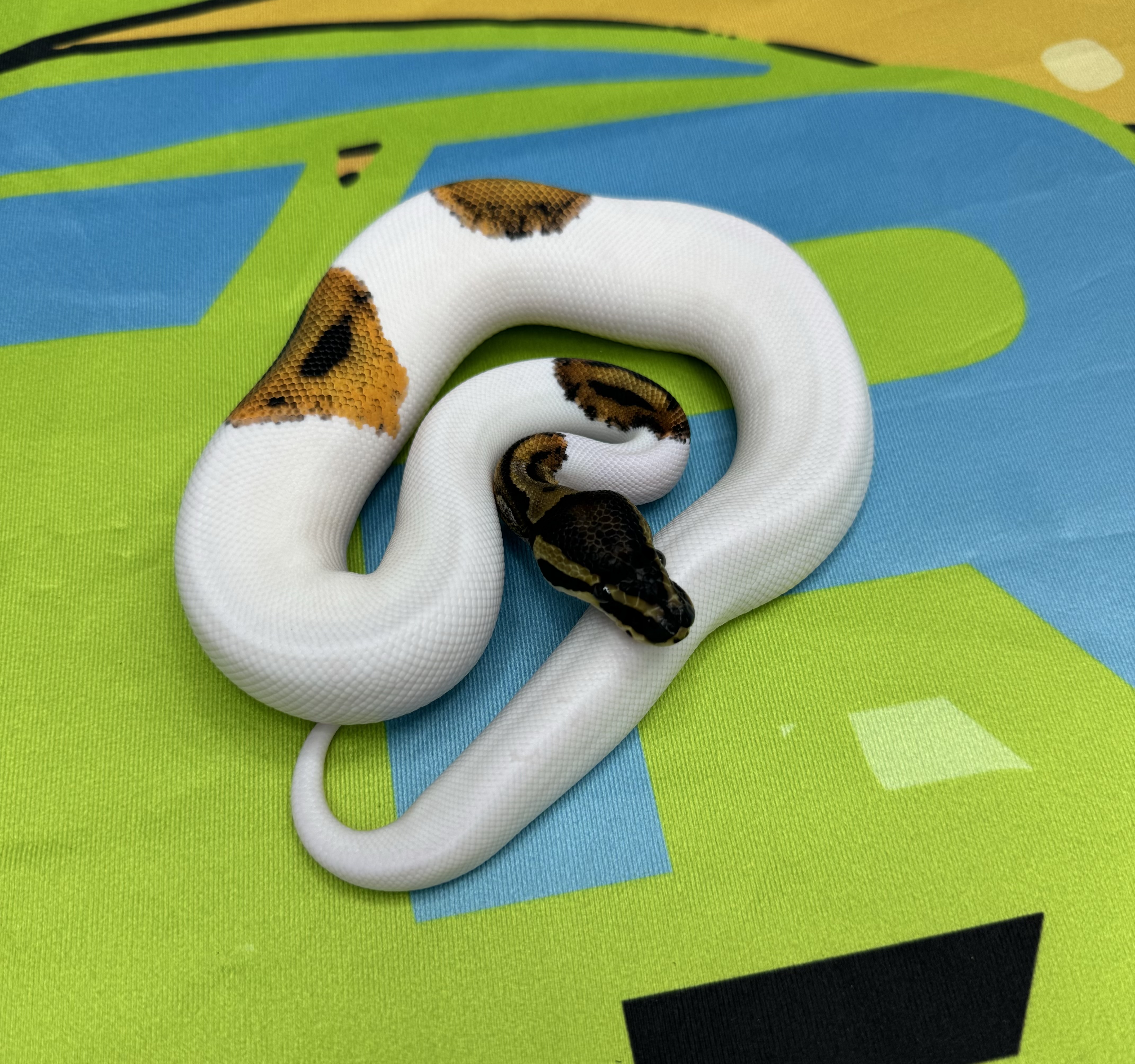 Orange Dream Pied 50% Het VPI Axanthic Male