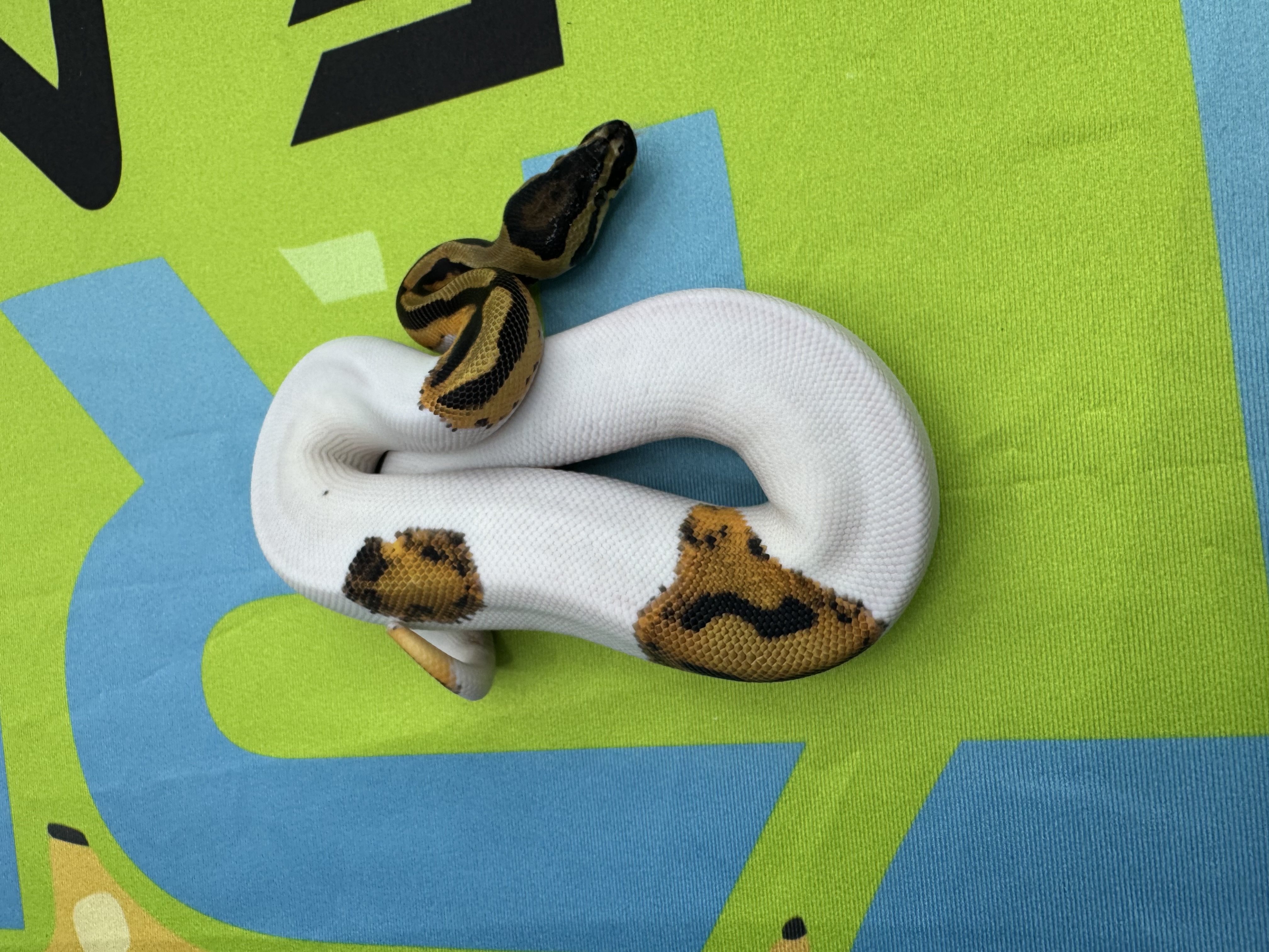 Orange Dream Pied 50% Het VPI Axanthic Male