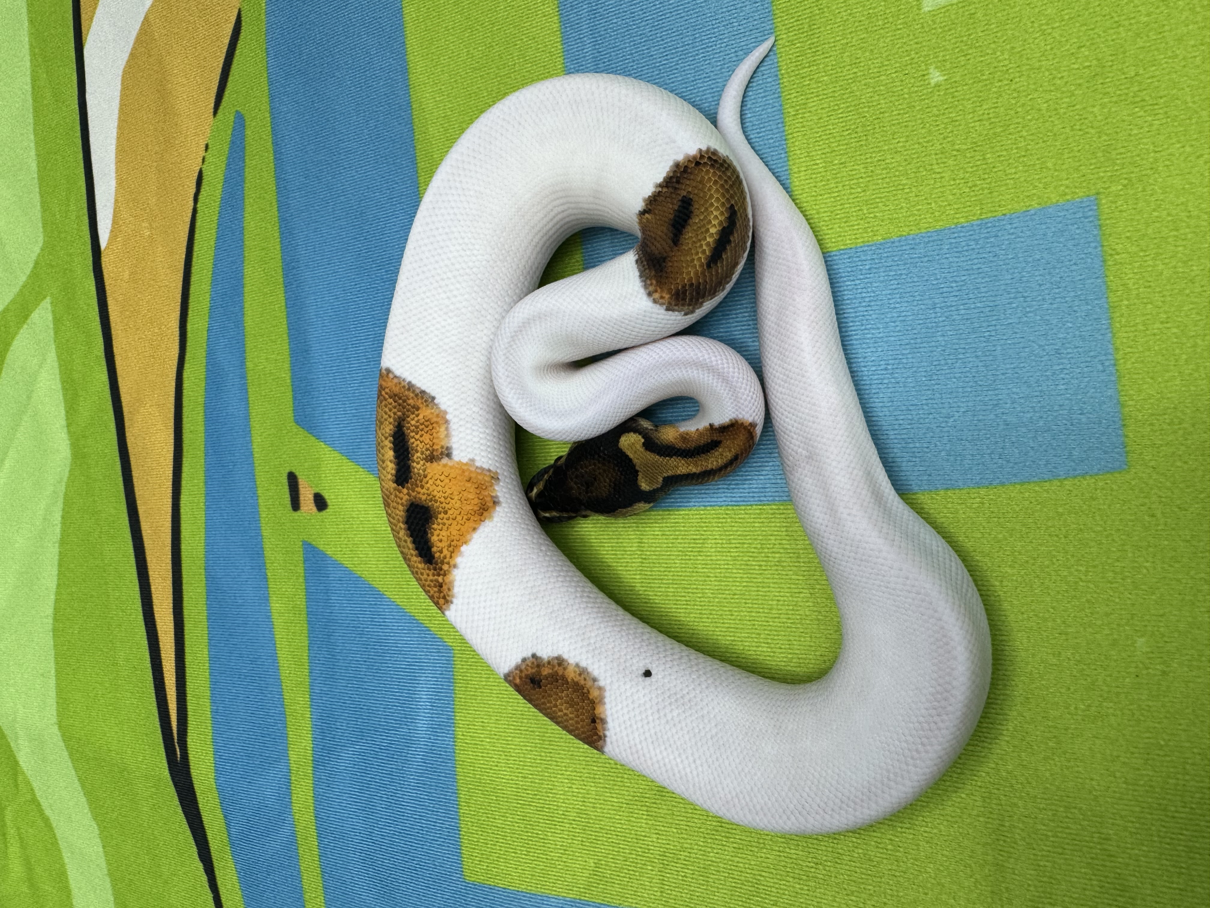 Orange Dream Pied 50% Het VPI Axanthic Male