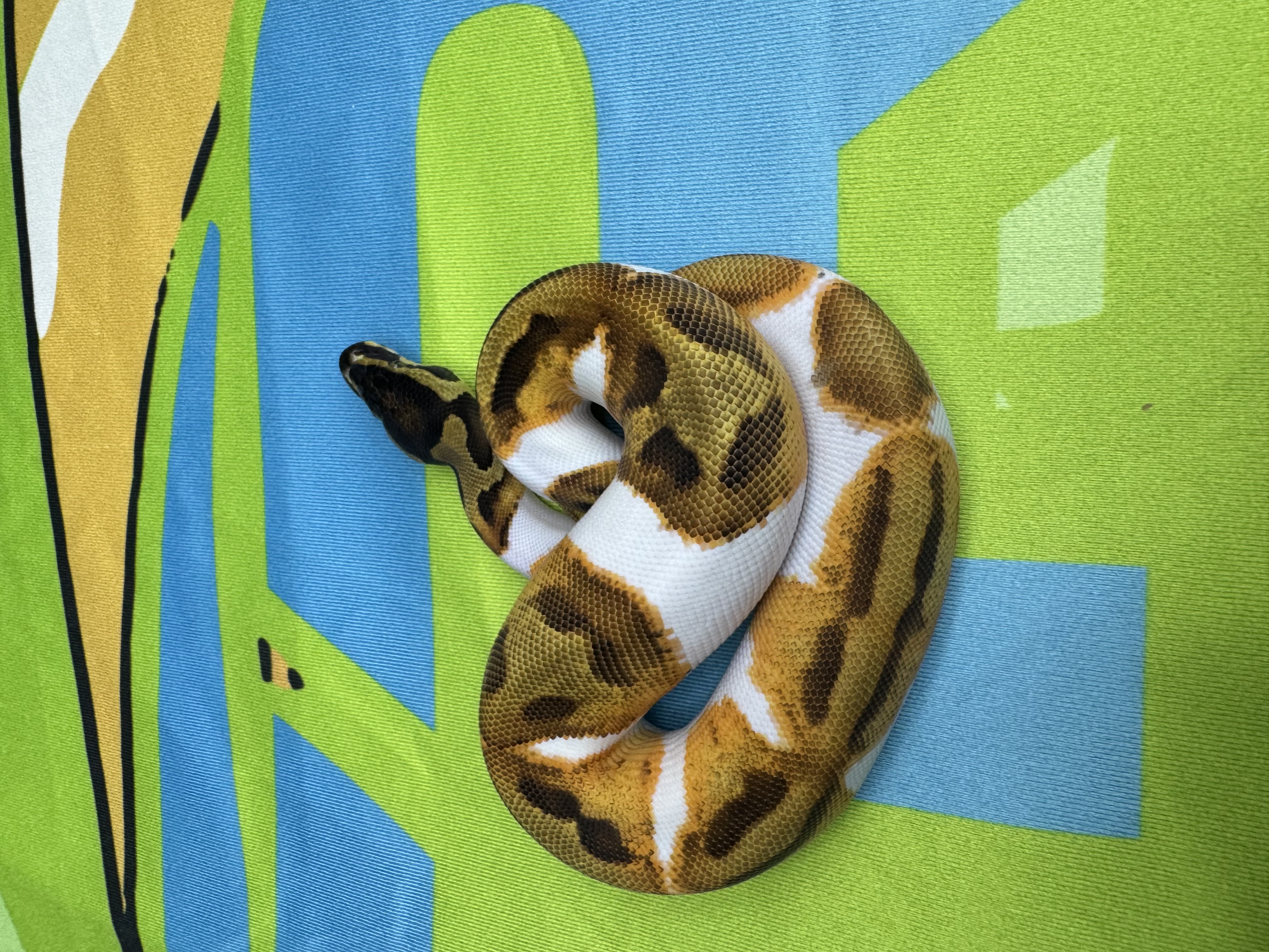 Orange Dream YellowBelly Enchi Pied Male 